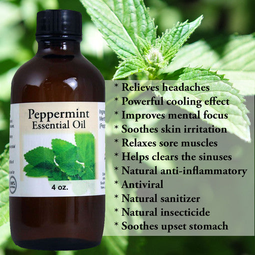 Peppermint (Mentha Arvensis) Essential Oil - 1 oz.