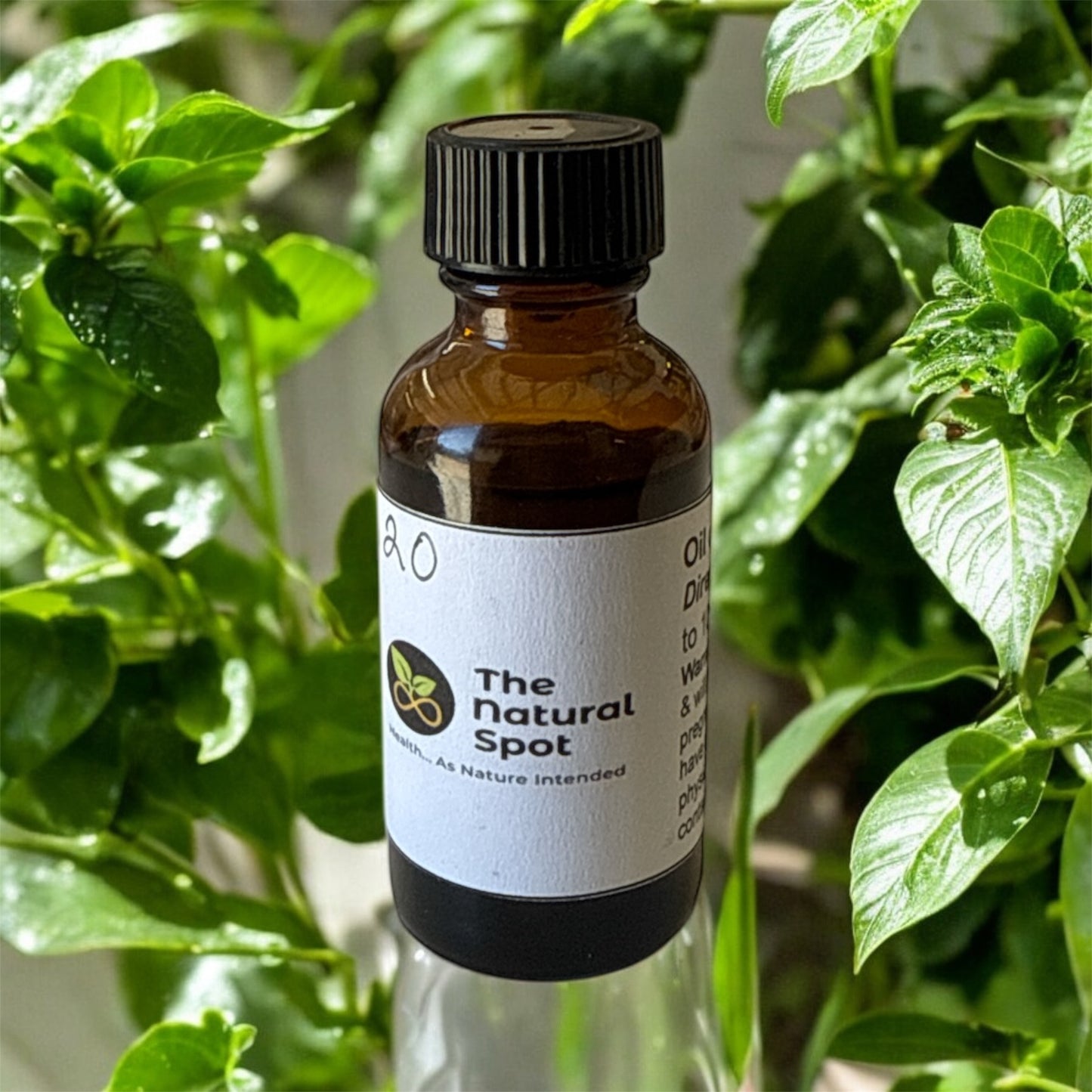 OIL OF OREGANO (CARVACROL) 30ML (1OZ)